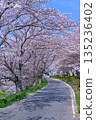 (Springtime Stories) Cherry Blossom News from Around Japan 135236402