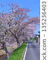 (Springtime Stories) Cherry Blossom News from Around Japan 135236403