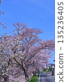 (Springtime Stories) Cherry Blossom News from Around Japan 135236405