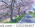 (Springtime Stories) Cherry Blossom News from Around Japan 135236407