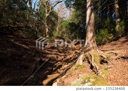 天城山，登山，靜岡縣 135236408