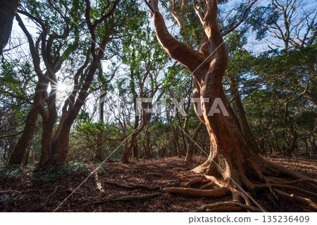 Mount Amagi, mountain climbing, Shizuoka Prefecture Mount Amagi, mountain climbing, Shizuoka Prefecture 135236409
