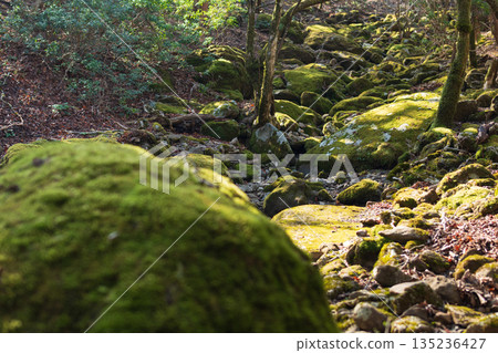 Mount Amagi, mountain climbing, Shizuoka Prefecture Mount Amagi, mountain climbing, Shizuoka Prefecture 135236427
