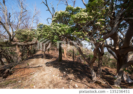 Mount Amagi, mountain climbing, Shizuoka Prefecture 135236451
