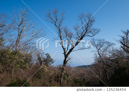 Mount Amagi, mountain climbing, Shizuoka Prefecture Mount Amagi, mountain climbing, Shizuoka Prefecture 135236454