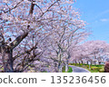(Springtime Stories) Cherry Blossom News from Around Japan 135236456