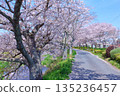 (Springtime Stories) Cherry Blossom News from Around Japan 135236457