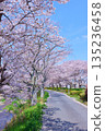 (Springtime Stories) Cherry Blossom News from Around Japan 135236458