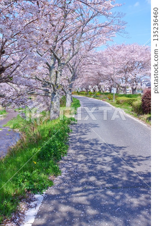 (Springtime Stories) Cherry Blossom News from Around Japan 135236460