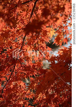 Beautiful, vibrantly colored autumn leaves Beautiful, vibrantly colored autumn leaves 135236468