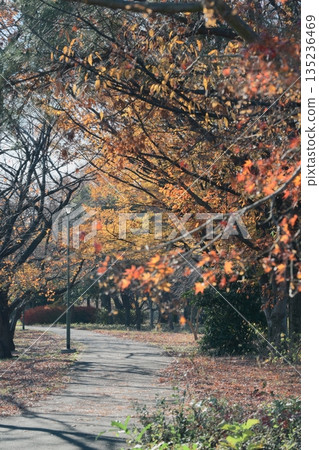 Beautiful, vibrantly colored autumn leaves Beautiful, vibrantly colored autumn leaves 135236469