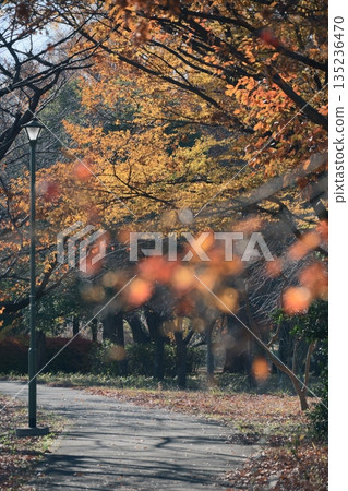 美麗的、色彩繽紛的秋葉 135236470