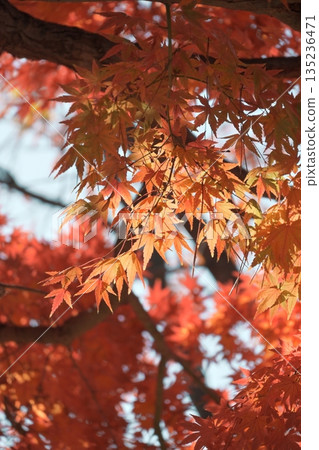 Beautiful, vibrantly colored autumn leaves 135236471