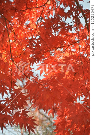 Beautiful, vibrantly colored autumn leaves 135236472