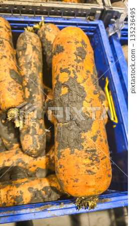 A large carrot with some soil on it sits on the counter. The item is up for sale A large carrot with some soil on it sits on the counter. The item is up for sale 135236495