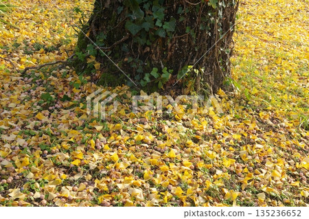 Fallen ginkgo leaves and fruit Fallen ginkgo leaves and fruit 135236652