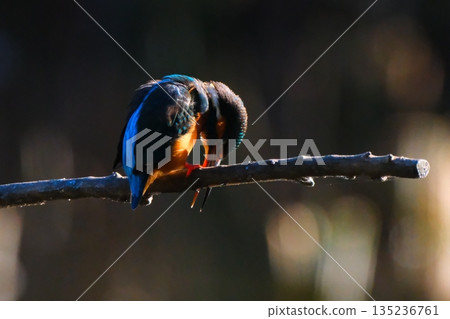 Wild birds in a park in Yokohama 135236761