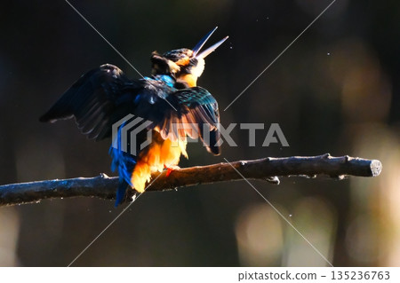 Wild birds in a park in Yokohama Wild birds in a park in Yokohama 135236763