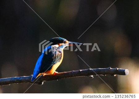 Wild birds in a park in Yokohama Wild birds in a park in Yokohama 135236765