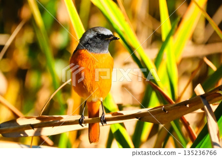 Wild birds in a park in Yokohama 135236766