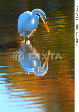 Wild birds in a park in Yokohama Wild birds in a park in Yokohama 135236770