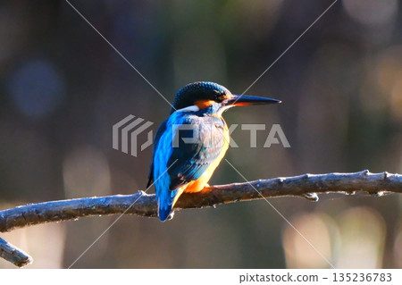 Wild birds in a park in Yokohama Wild birds in a park in Yokohama 135236783