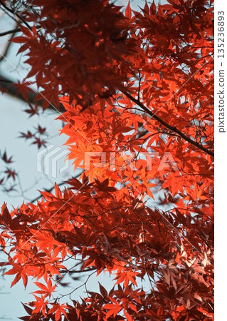Brightly colored autumn leaves 135236893