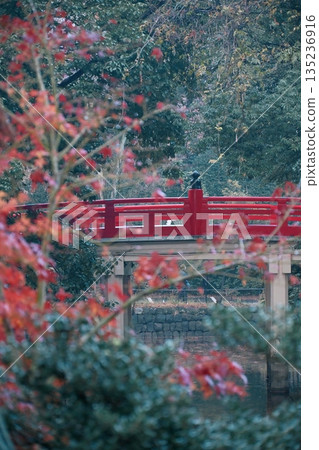 Brightly colored autumn leaves Brightly colored autumn leaves 135236916