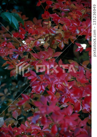 Brightly colored autumn leaves Brightly colored autumn leaves 135236949