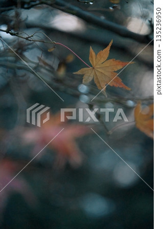 Brightly colored autumn leaves Brightly colored autumn leaves 135236950