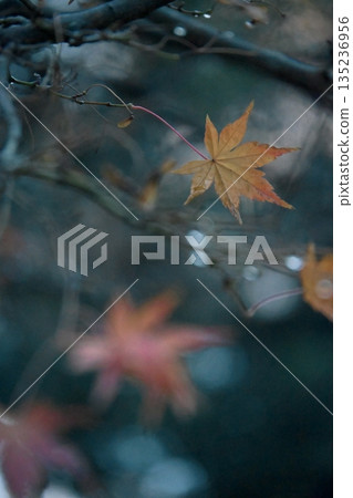 Brightly colored autumn leaves Brightly colored autumn leaves 135236956