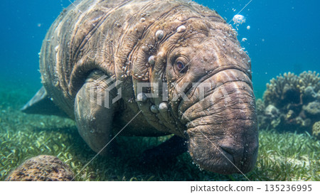 Manatee Swimming Underwater Marine Life Scene 4k ai 135236995