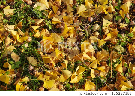 Fallen ginkgo leaves and fruit Fallen ginkgo leaves and fruit 135237195