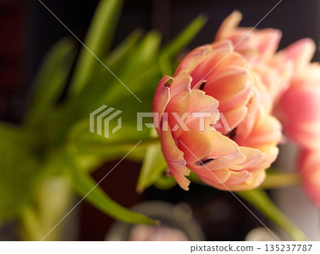 macro image of coralcolored tulip petal, detailed botanical photography of pink tulip petal in warm hues 135237787