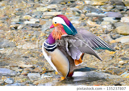 Mandarin duck flapping Mandarin duck flapping 135237807