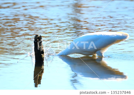 Wild birds in a park in Yokohama 135237846
