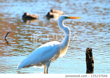 Wild birds in a park in Yokohama 135237848