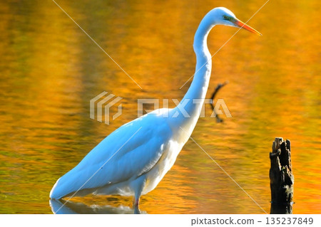 Wild birds in a park in Yokohama 135237849