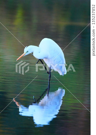 橫濱公園裡的野生鳥類 橫濱公園裡的野生鳥類 135237852