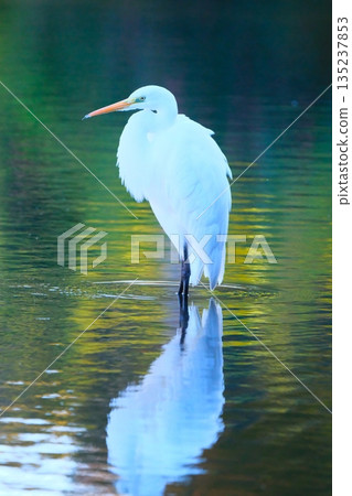 橫濱公園裡的野生鳥類 135237853