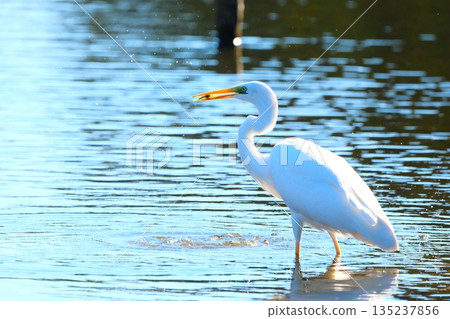 Wild birds in a park in Yokohama 135237856