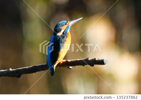 橫濱公園裡的野生鳥類 135237862