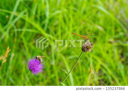 一隻蜜蜂停在一朵紫色的花上，一隻蜻蜓停在一朵枯萎的花上。 135237866