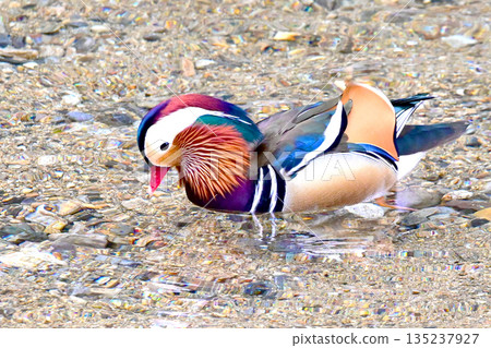 Mandarin ducks with beautiful plumage 135237927