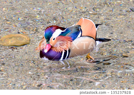 Mandarin ducks with beautiful plumage Mandarin ducks with beautiful plumage 135237928