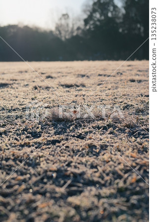 冬日清晨的公園景色和霜柱 冬日清晨的公園景色和霜柱 135238073