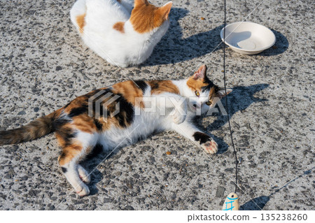 對玩具有興趣的貓 135238260