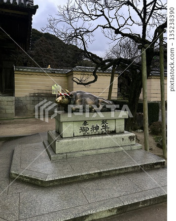 清晨的太宰府天滿宮神社神牛 135238390
