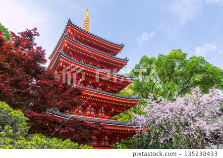 Pink sakura blooming and red maple leaf by Tochoji pagoda, Fukuoka 135238433