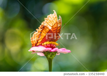 Common Cruiser butterfly Vindula erota feed pollen of pink flower Common Cruiser butterfly Vindula erota feed pollen of pink flower 135238440
